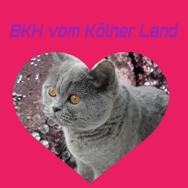 BKH vom Kölner Land